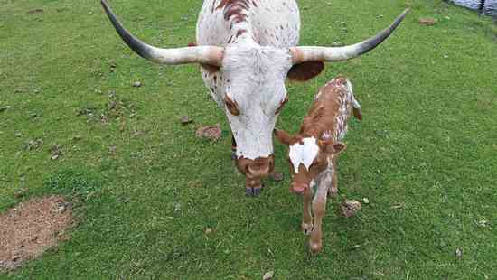 Dotty and her calf enjoy green pastures as part of Christine and her husband's small herd of Texas Longhorns.